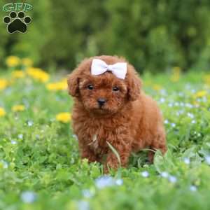Precious, Cavapoo Puppy